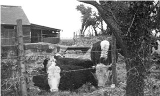 Pictures of New House Farm, Hartley taken by Winifred Iddison, about 1960