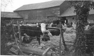 Pictures of New House Farm, Hartley taken by Winifred Iddison, about 1960