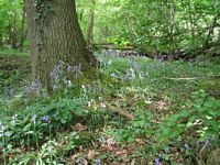 Hartley Wood - bluebells, 2006