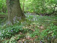Hartley Wood - bluebells, 2006