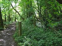 Footpath through Hartley Wood