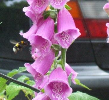 Foxglove and Bumble Bee, Stack Lane, Hartley (June 2010)