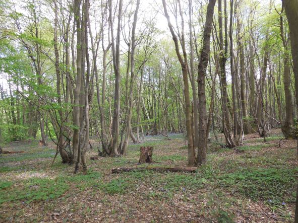 Hartley Kent: Coppicing at Hartley Wood