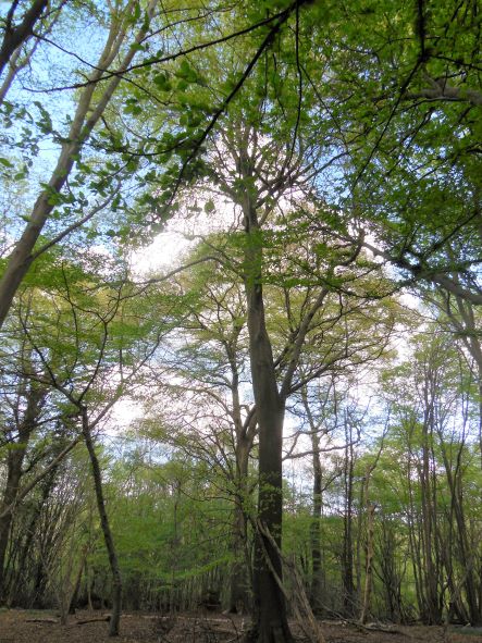 Hartley Kent: Beech Standard at Hartley Wood