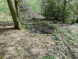 Hartley Kent: Dewpond at Foxborough Wood