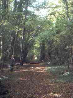 Hartley-Kent: Fairby Lane Woodland at end of road